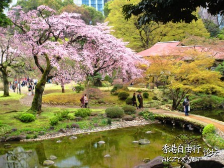 東京小石川後樂園櫻花盛開  World Trave...欧美