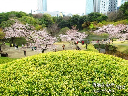 東京小石川後樂園櫻花盛開  World Trave...欧美
