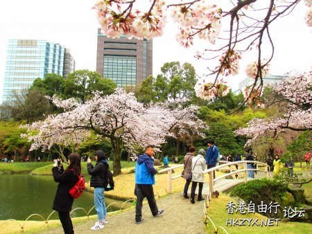 東京小石川後樂園櫻花盛開  World Trave...欧美