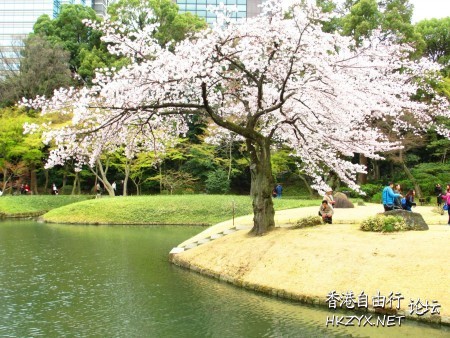 東京小石川後樂園櫻花盛開  World Trave...欧美