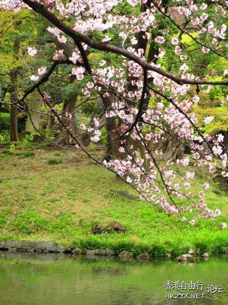 東京小石川後樂園櫻花盛開  World Trave...欧美