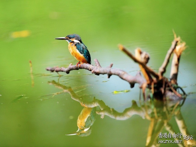   Birds 飛烏