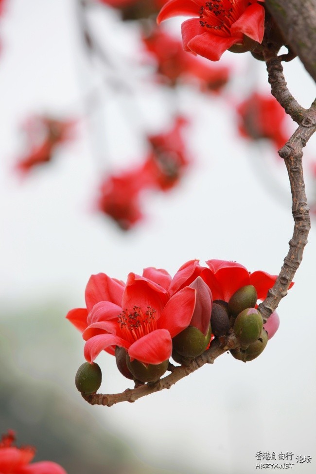 花花世界多美麗  Flowers花卉