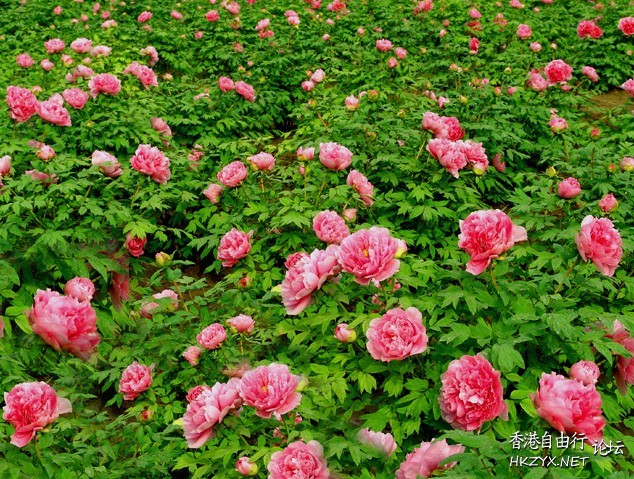 花花世界多美麗  Flowers花卉