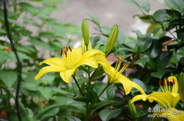 花花世界多美麗  Flowers花卉