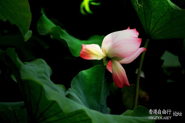 花花世界多美麗  Flowers花卉