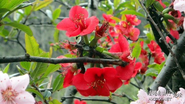 花花世界多美麗  Flowers花卉