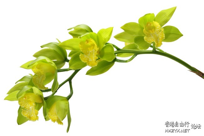 花花世界多美麗  Flowers花卉