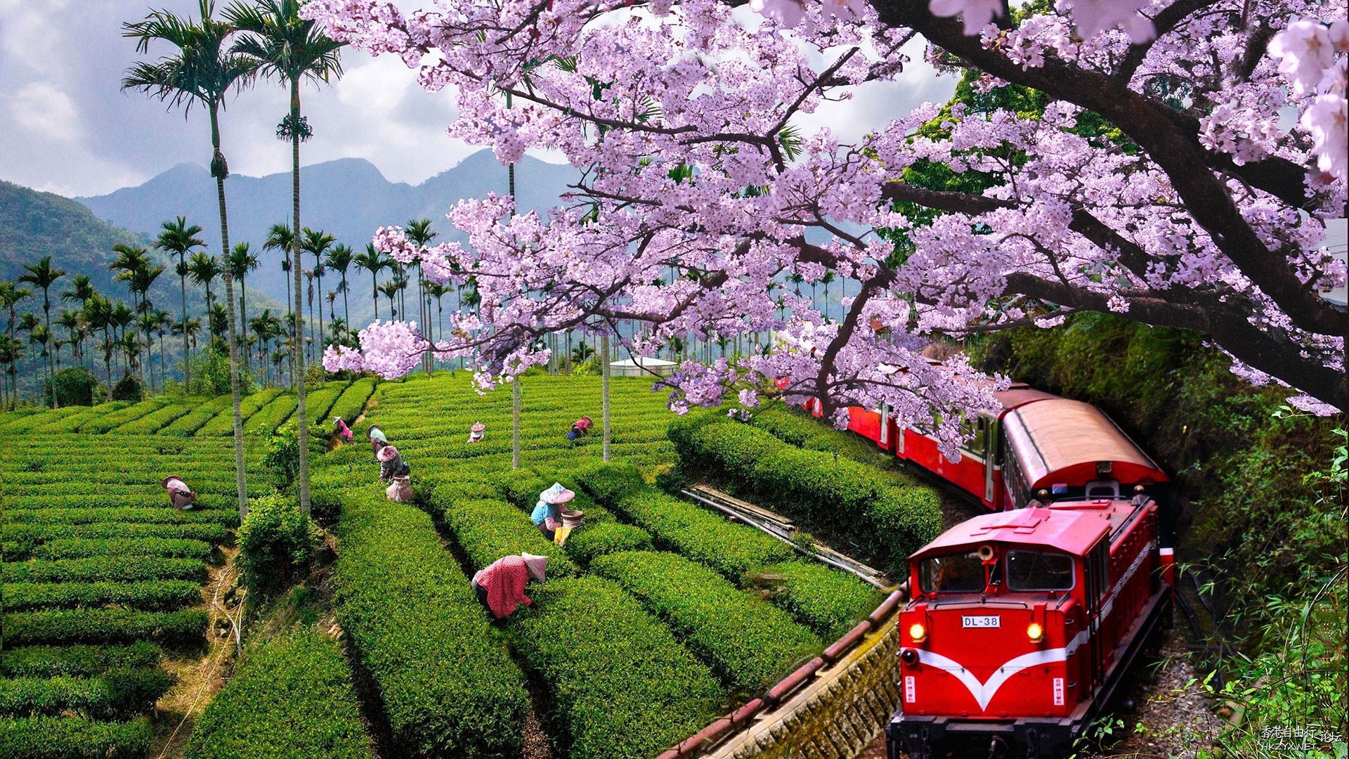 遊覽阿里山  ChinaTravel 中國觀光景點