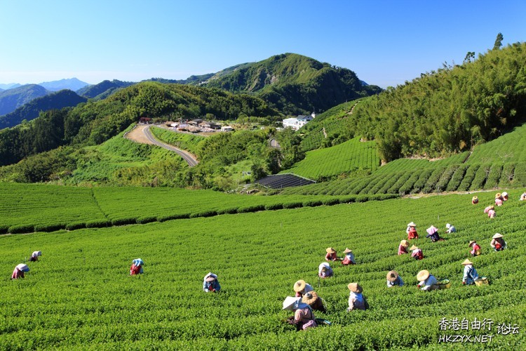 遊覽阿里山  ChinaTravel 中國觀光景點