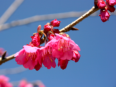 花花世界多美麗  Flowers花卉