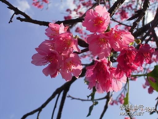   Flowers花卉