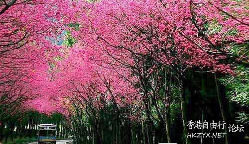   Flowers花卉