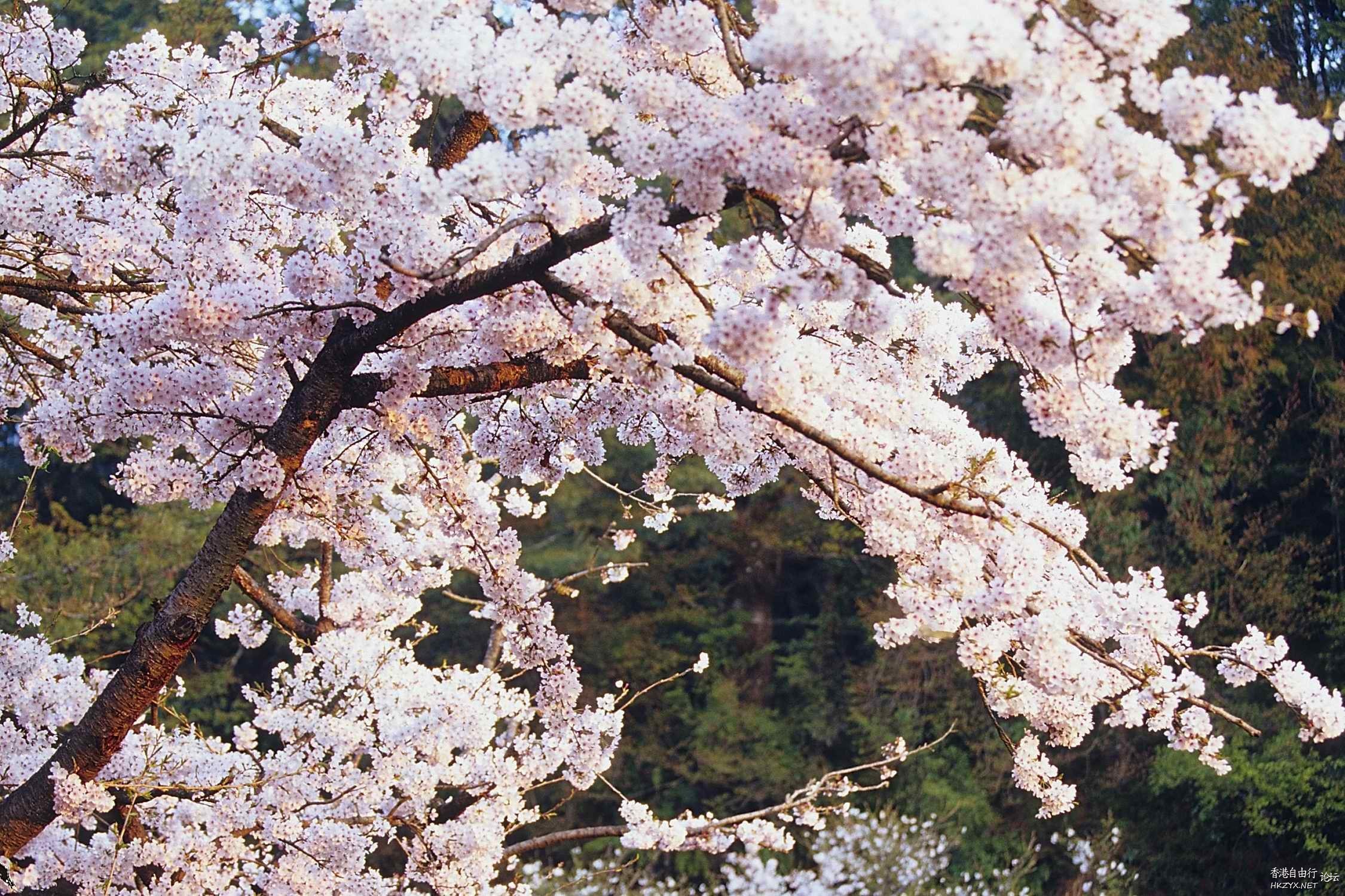   Flowers花卉