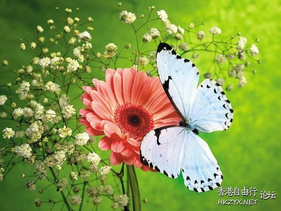 春之蝶Lau Patrick  貼上 精華分享