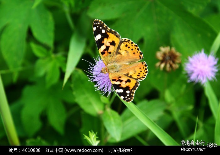   貼上 精華分享
