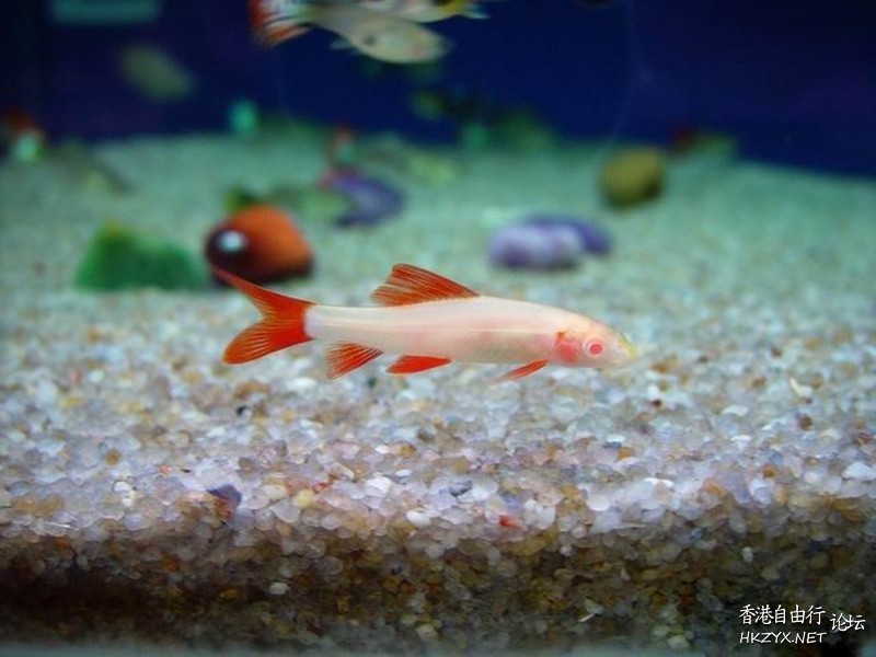 泰国半月斗鱼高清  海洋生態