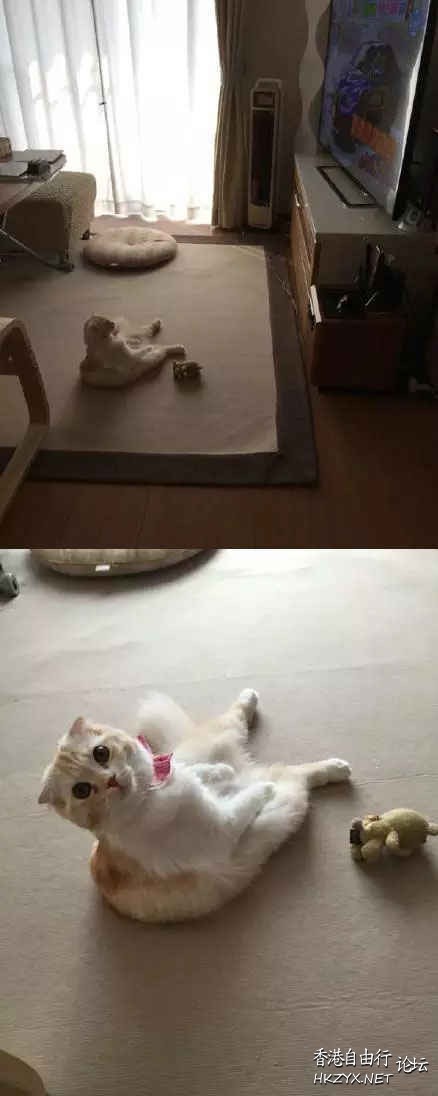   Pets 寵物護理 +紀念堂