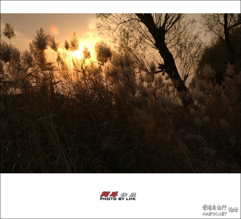秋天残阳落叶  Sunset 夕陽