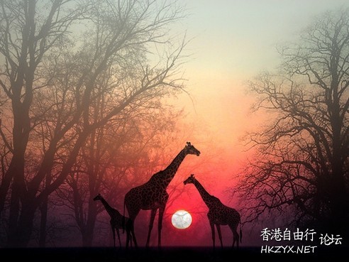 秋天残阳落叶  Sunset 夕陽