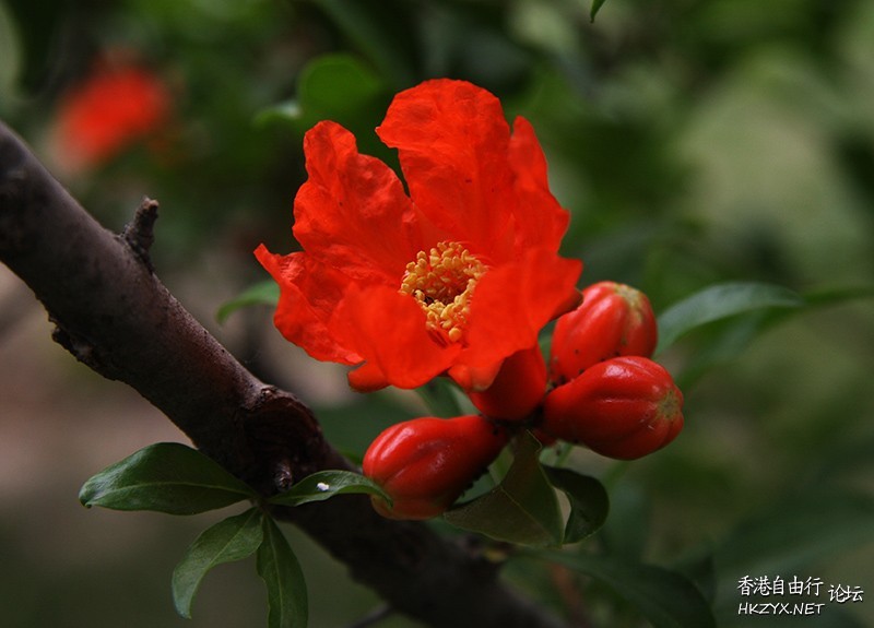 红石榴花果高清  貼上 精華分享