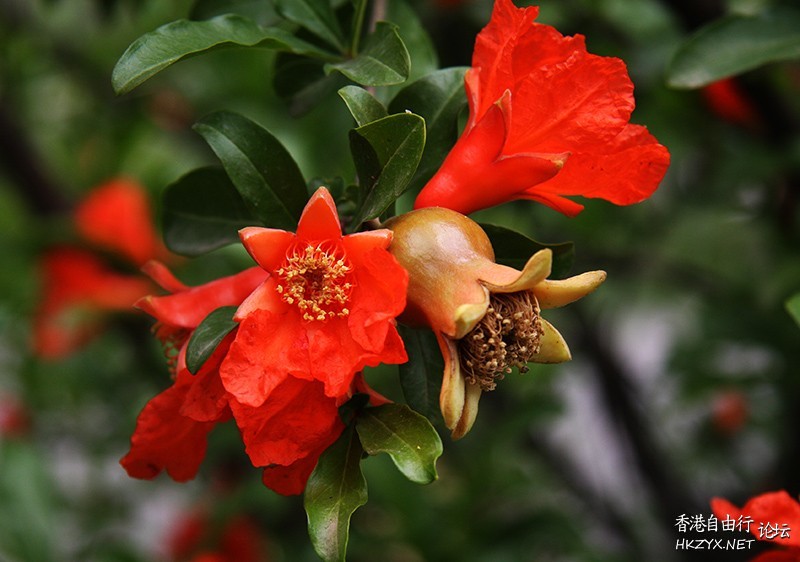 红石榴花果高清  貼上 精華分享