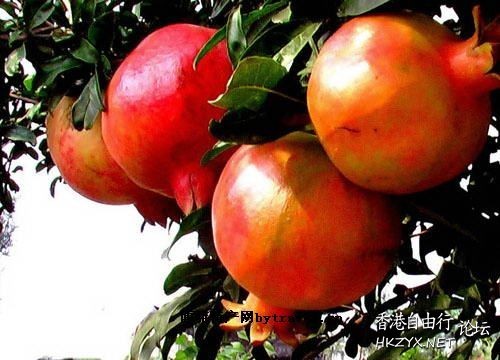 红石榴花果高清  貼上 精華分享