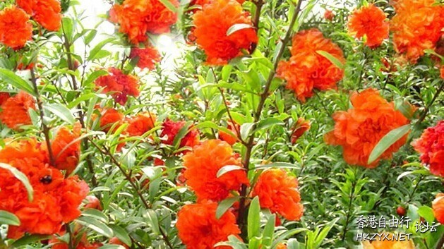 红石榴花果高清  貼上 精華分享