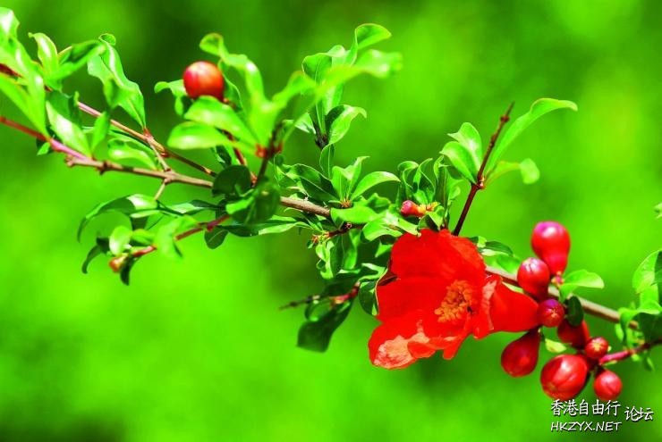 红石榴花果高清  貼上 精華分享