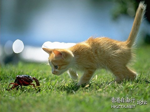 常将冷眼观螃蟹  人生哲理