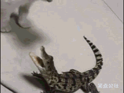 黑猫決戰白猫  Pets 寵物護理 +紀念堂