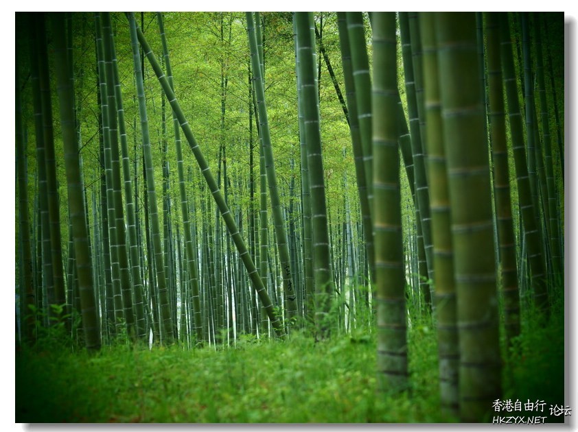 竹海情深-大片的竹林  貼上 精華分享