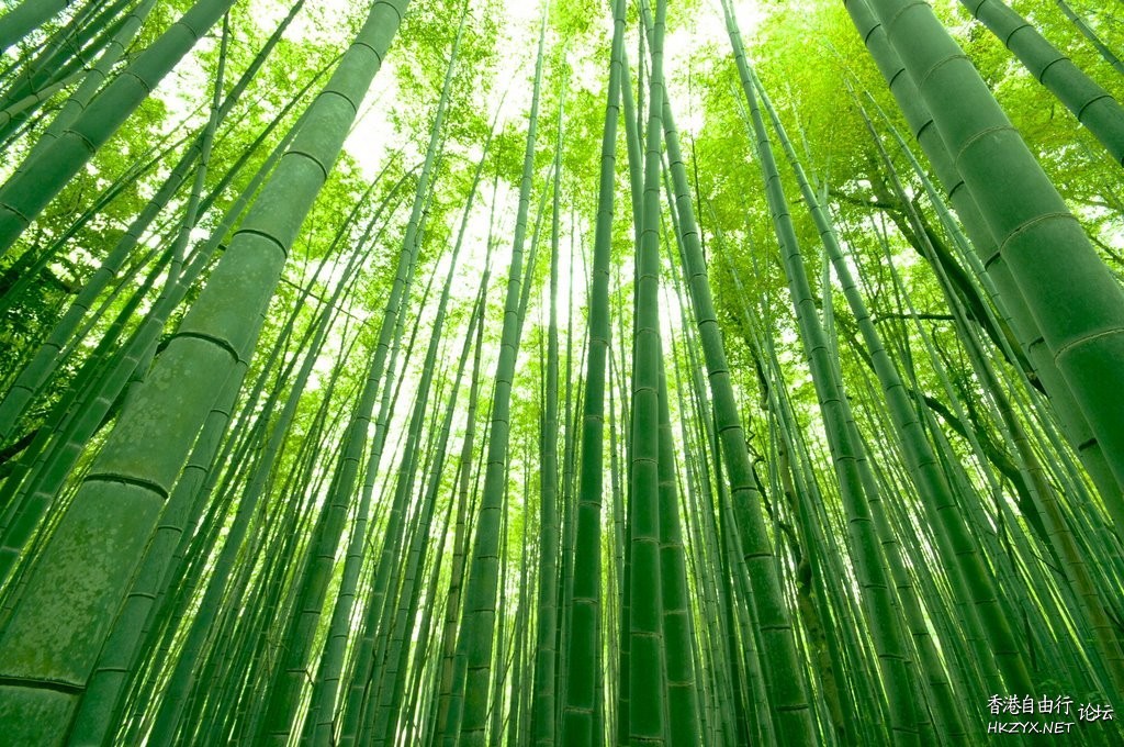 竹海情深-大片的竹林  貼上 精華分享