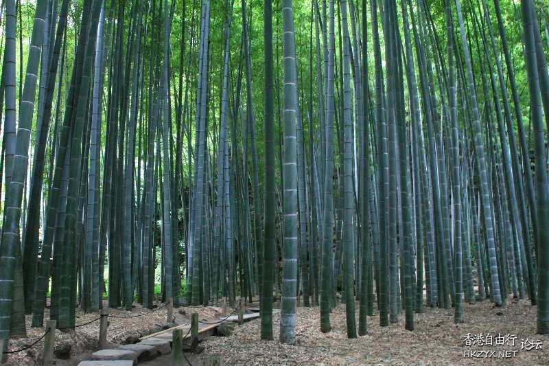 竹海情深-大片的竹林  貼上 精華分享