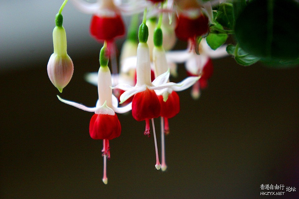   Flowers花卉