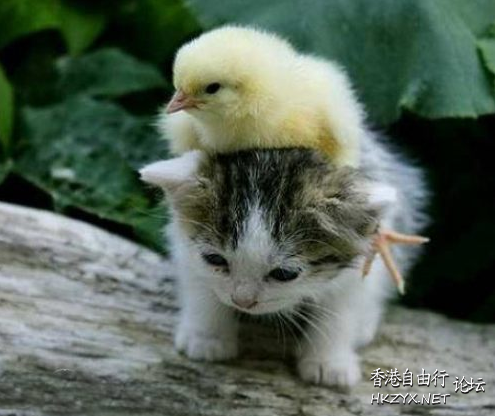   Pets 寵物護理 +紀念堂