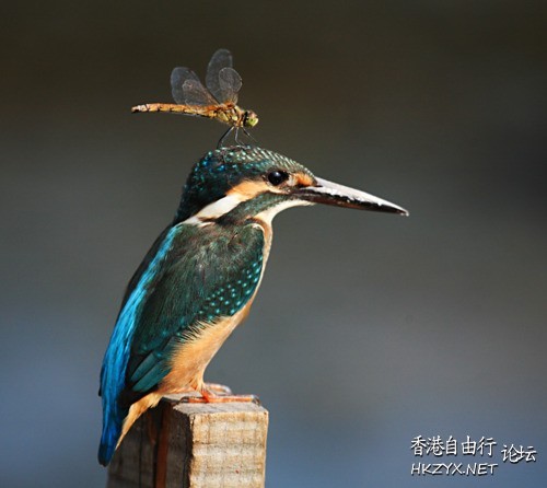   Birds 飛烏