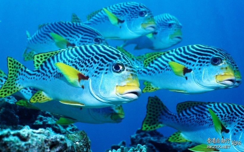   海洋生態