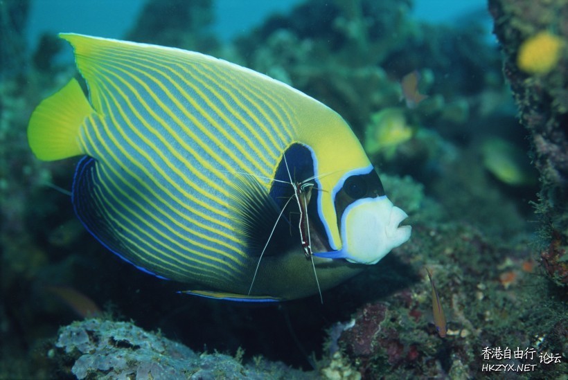   海洋生態