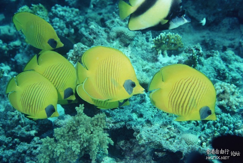   海洋生態