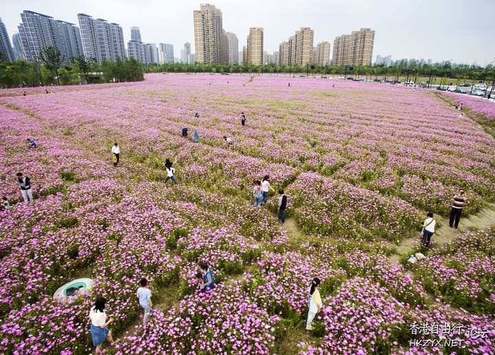 江西廬山西海變“花海”  ChinaTravel 中國觀光景點
