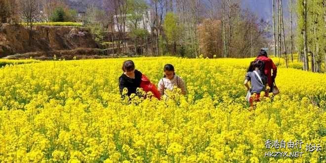 江西廬山西海變“花海”  ChinaTravel 中國觀光景點