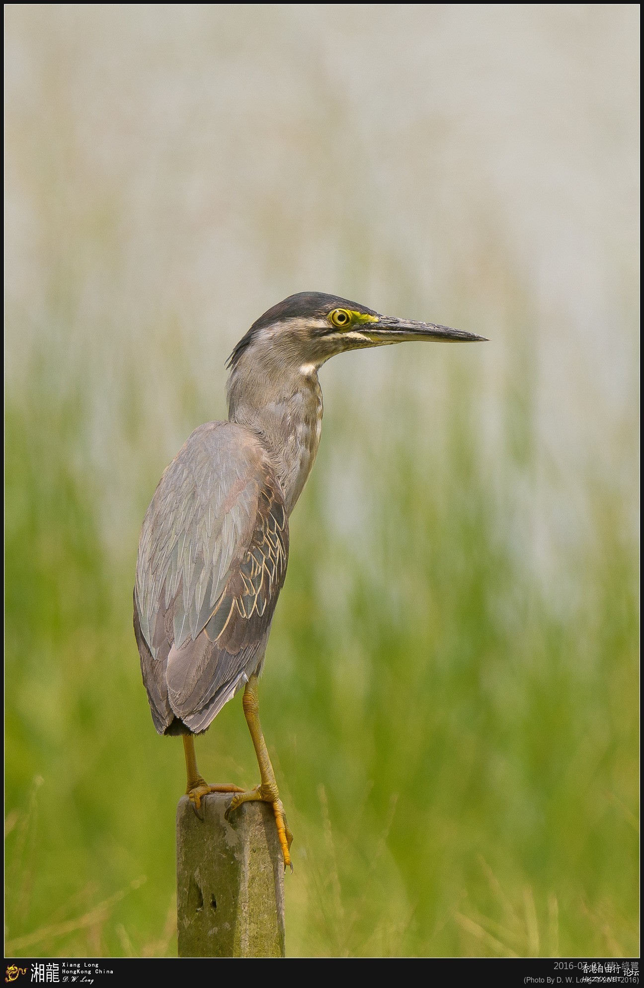   Birds 飛烏