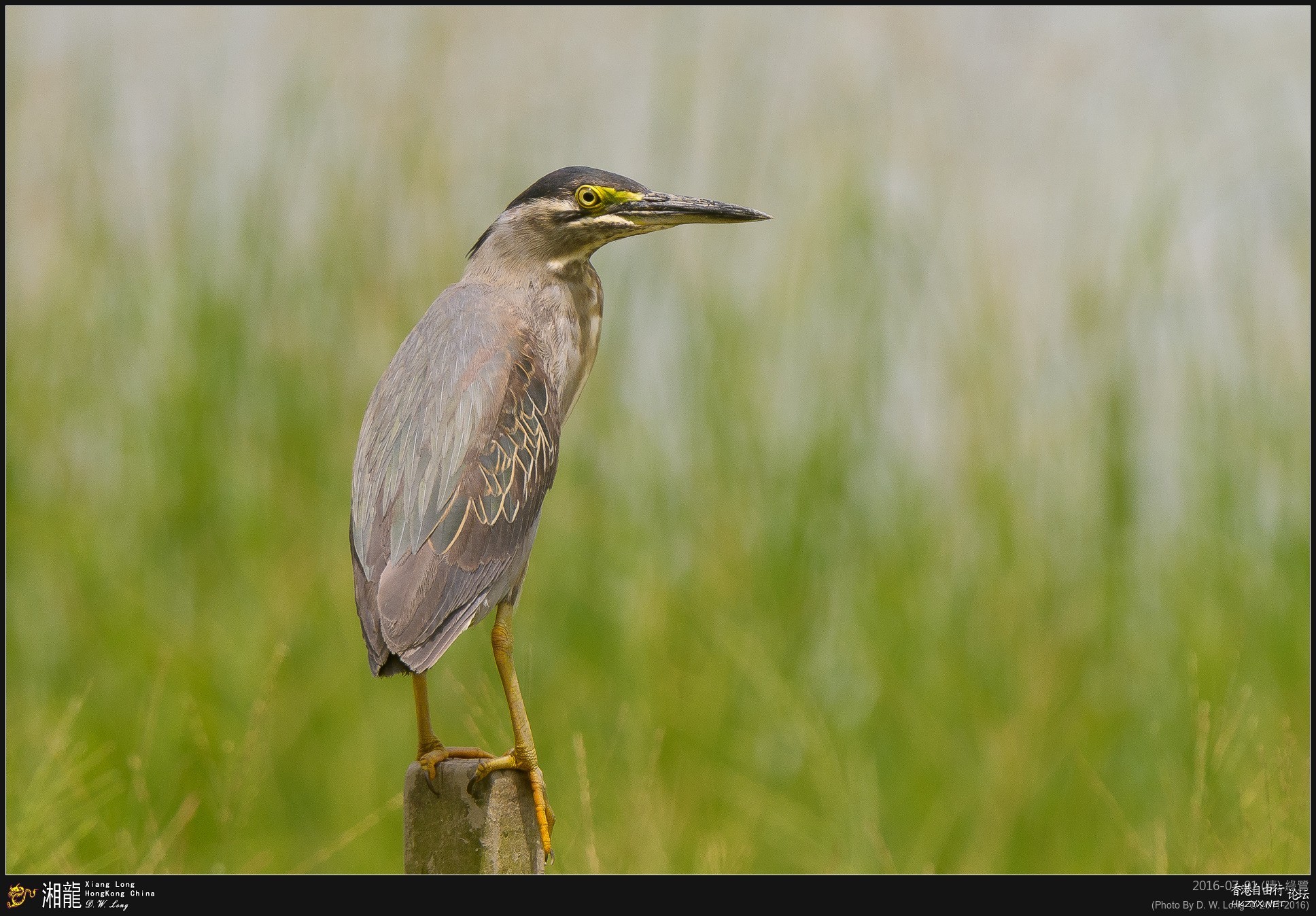   Birds 飛烏