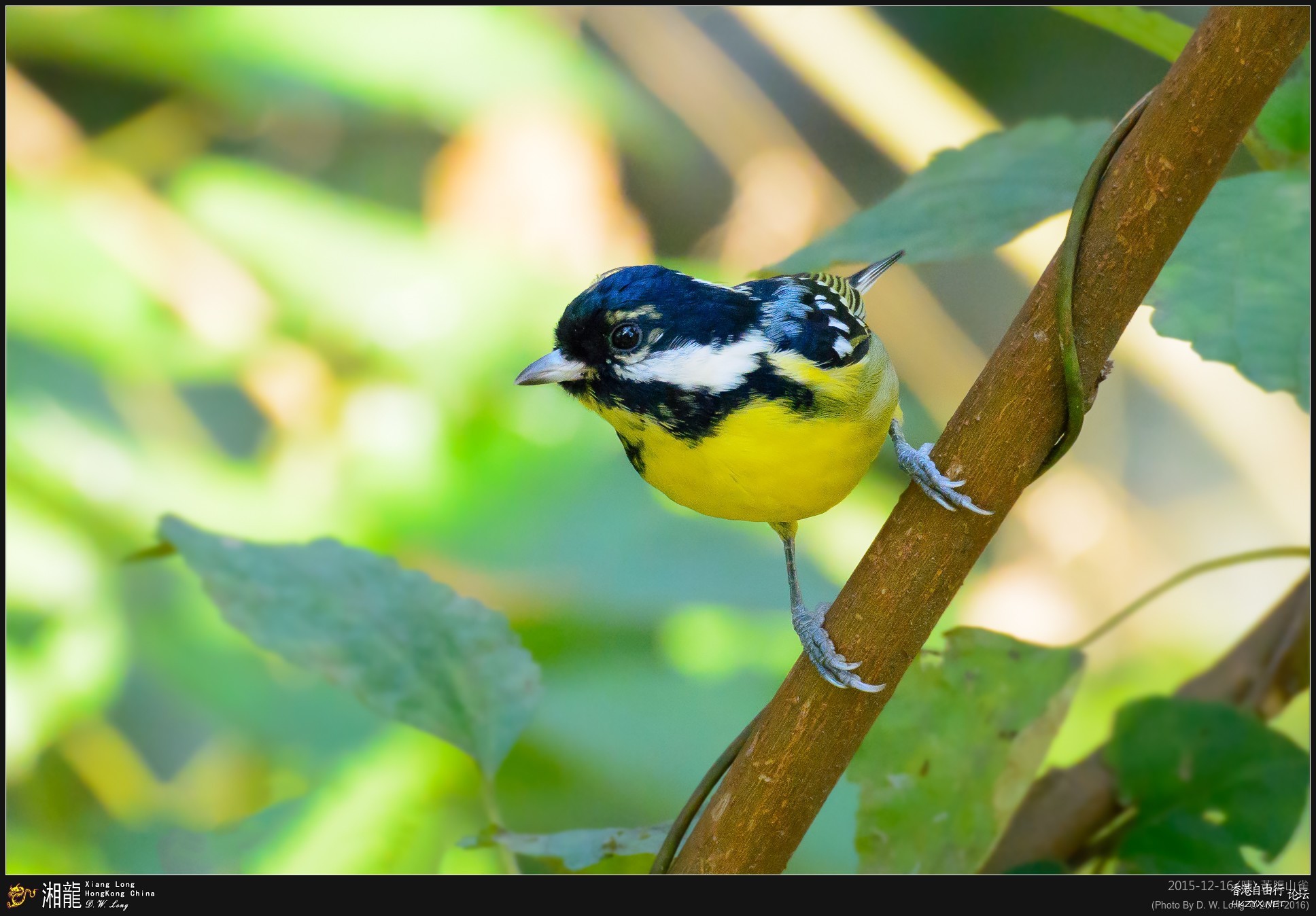   Birds 飛烏