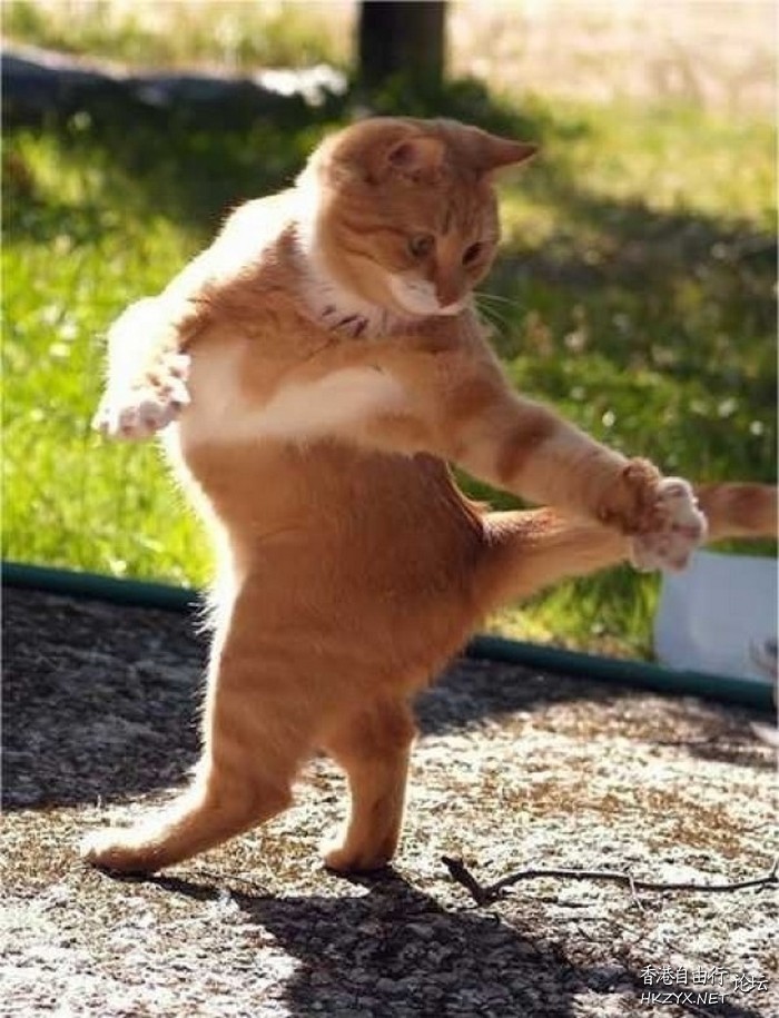 Cat : 讓我 cha cha ....  Pets 寵物護理 +紀念堂