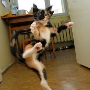Cat : 讓我 cha cha ....  Pets 寵物護理 +紀念堂