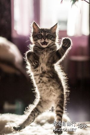 Cat : 讓我 cha cha ....  Pets 寵物護理 +紀念堂