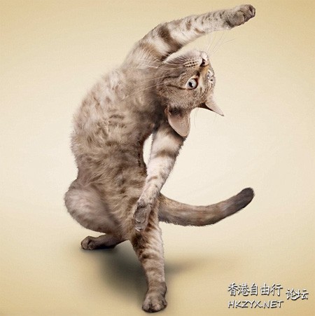 Cat : 讓我 cha cha ....  Pets 寵物護理 +紀念堂