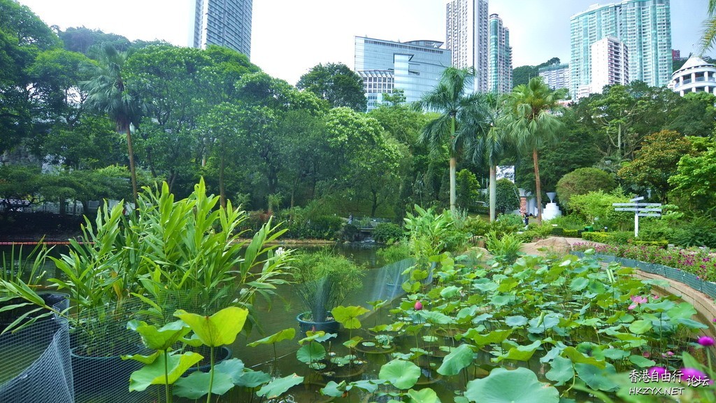 HK夏天賞荷花 5個熱點  休閒好去處 + 投稿站